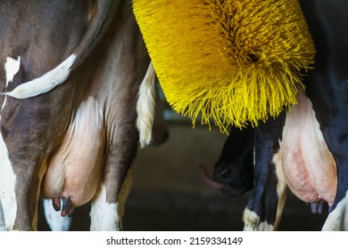 Cows Brushing At The Farm, Cow Farm Equipment