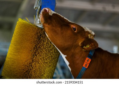 Cows Brushing At The Farm, Cow Farm Equipment