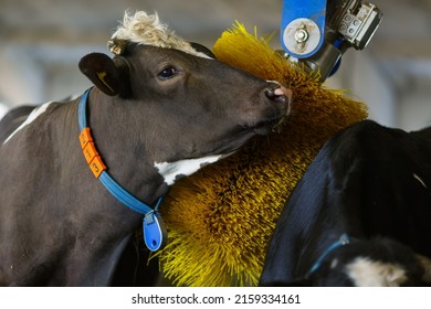 Cows Brushing At The Farm, Cow Farm Equipment