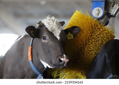 Cows Brushing At The Farm, Cow Farm Equipment