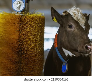 Cows Brushing At The Farm, Cow Farm Equipment