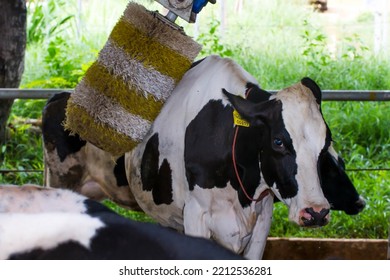 Cows Brushing At The Farm, Cow Farm Equipment  