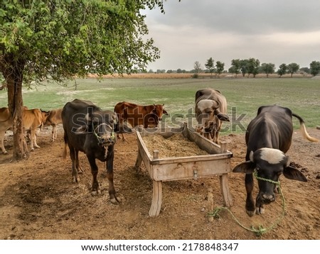 Cows and buffaloes standing in the farmhouse under the tree in full cloudy weather. Herd of cows at summer. Pakistani brown cows in green field. Dairy animal. Cattle in rural environment (Village). 