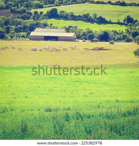 Similar – Foto Bild Kuh auf Almwiese in Österreich