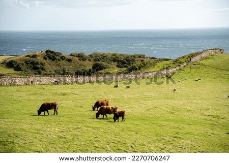 Cows by the sea in the highlands of Scotland
