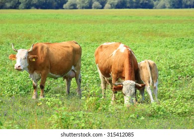 Cows and calf