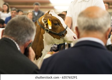 Cows Calves Auction ,  Cattle In Sale