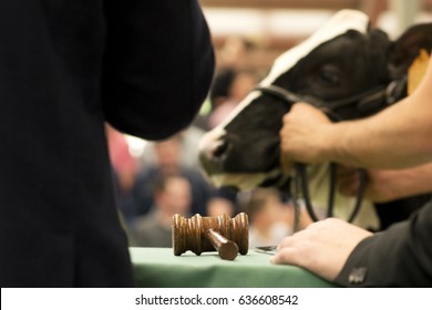 Cows Calves Auction ,  Cattle In Sale