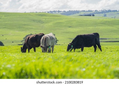 Cows And Calves Grazing On Grass In A Field, In Australia. Breeds Of Cattle Include Speckled Park, Murray Grey, Angus, Brangus And Wagyu On Pasture In Spring And Summer.