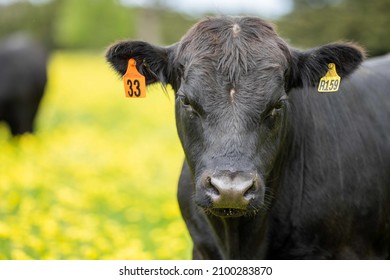 Cows And Calves Grazing On Grass In A Field, In Australia. Breeds Of Cattle Include Speckled Park, Murray Grey, Angus, Brangus And Wagyu On Pasture In Spring And Summer.