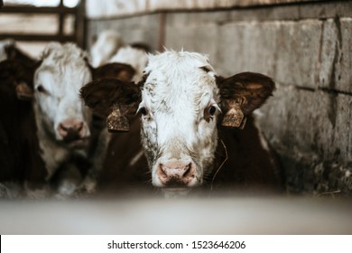 Cows and calves on a pasture