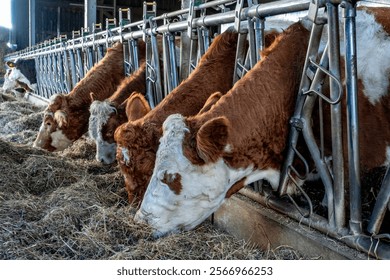 Cows and cattle in a cowshed
