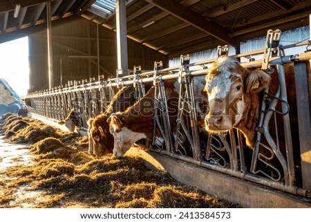 Cows and cattle eat feed in the barn