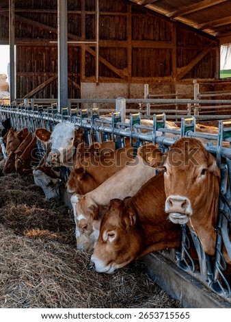Cows and cattle eating concentrated feed in a cowshed