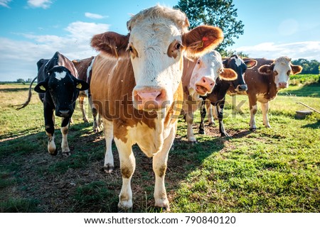Cows at cattle farm in Hungary