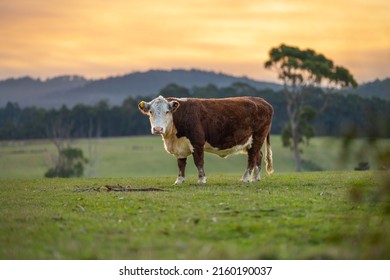 Cows And Cattle Grazing In Australia	
