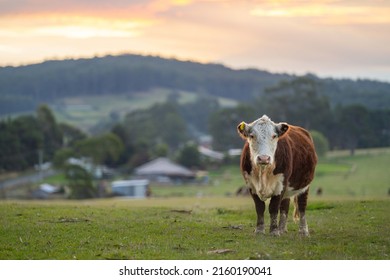 Cows And Cattle Grazing In Australia	
