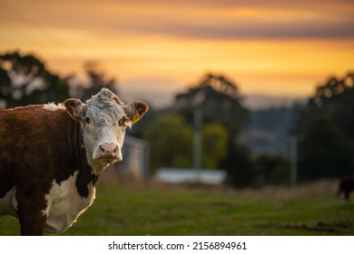 Cows And Cattle Grazing In Tasmania Australia