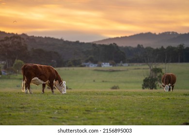 Cows And Cattle Grazing In Tasmania Australia