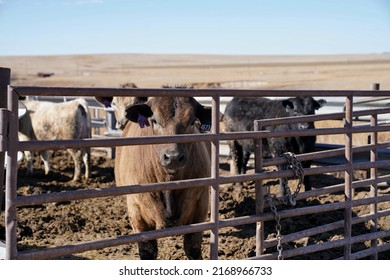 Cows cautiously inspect and watch camera from behind a fence - Shutterstock ID 2168966733