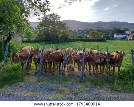 Cows chating and looking humans