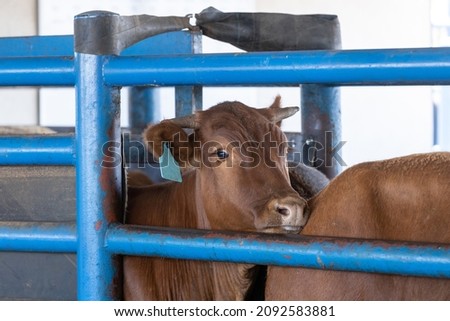 Cows in a chute during processing at a feedlot or feed yard