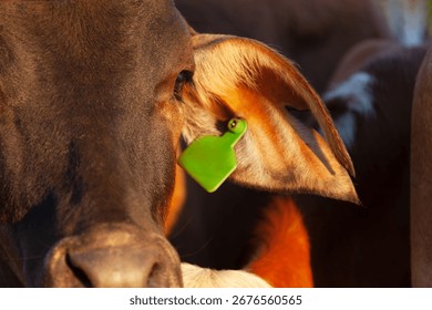 cows close up head with tracking ear tag ,beef industry live export trade, Botswana livestock