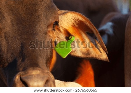 cows close up head with tracking ear tag ,beef industry live export trade, Botswana livestock