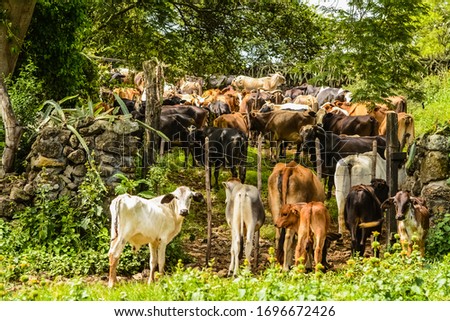 Cows at the countryside in Nicaragua 