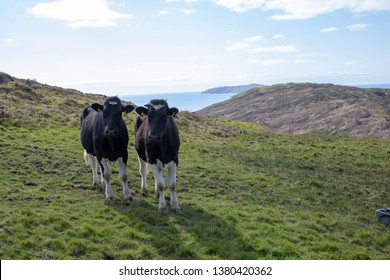 Cows In The Countryside West Cork Ireland