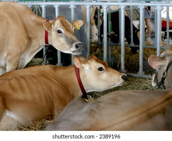 Cows At County Fair