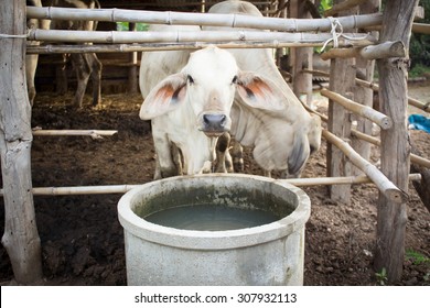 Cows in Cowshed Drink Water,Traditional Thailand Style