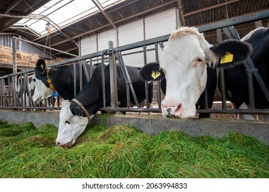 Cows In A Cowshed On A Dutch Farm Eating Fresh Gras.