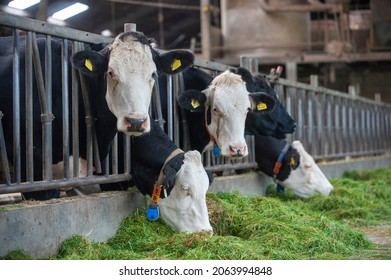 Cows In A Cowshed On A Dutch Farm Eating Fresh Gras.