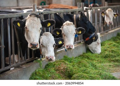 Cows In A Cowshed On A Dutch Farm Eating Fresh Gras.