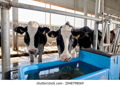 Cows in a cowshed on a farm