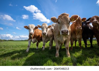 Cows Create Methane Which Is Harmful To The Environment And Causes Global Warming