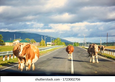 Cows cross the road between cars. The cow is on the roadway. Photo from the car.