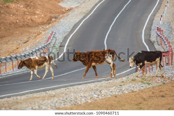 Cows crossing the road, passing the road, the\
threat of collision with the\
car