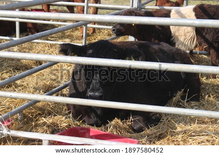 Cows displayed on an exhibiton