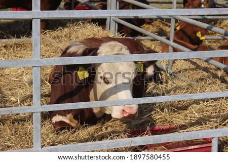 Cows displayed on an exhibiton