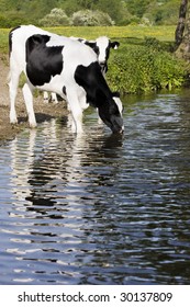 cows drinking from river