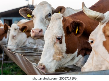 Cows drinking water after in summer - Shutterstock ID 2008717196
