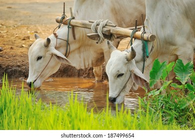 Cows drinking water at river