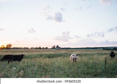 cows at dusk