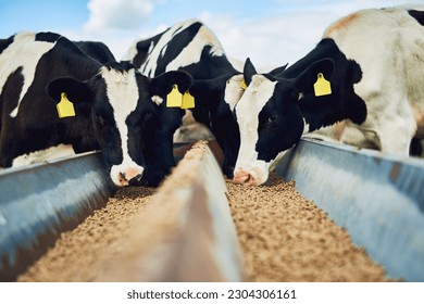 Cows eating, farming and cattle on a dairy farm for agriculture, growth and food production. Nature, eat and a herd of hungry animals with feed in the countryside for livestock lifestyle and industry - Powered by Shutterstock