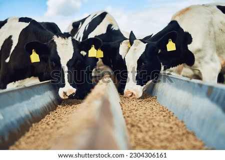 Cows eating, farming and cattle on a dairy farm for agriculture, growth and food production. Nature, eat and a herd of hungry animals with feed in the countryside for livestock lifestyle and industry