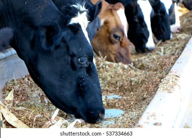 Cows Eating Food 