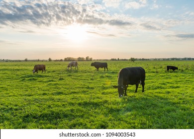 Cows eating grass on field Sweden