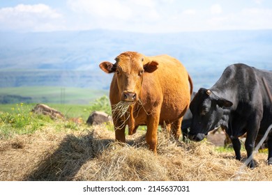 Cows Eating Straw Hay On Rural Pasture Meadow. Organic Beef Countryside Farm Animals Grazing With Mountain Landscape. Bovine Cattle Livestock Feeding Outdoor.